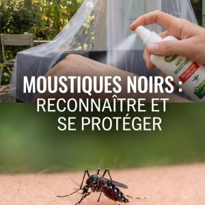 Moustiques noirs : comment les reconnaître et s’en protéger efficacement