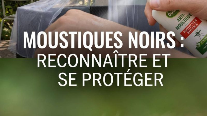 Moustiques noirs : comment les reconnaître et s’en protéger efficacement