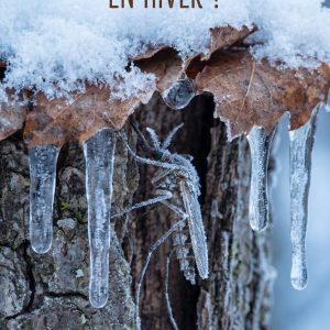 Où vont les moustiques en hiver ?