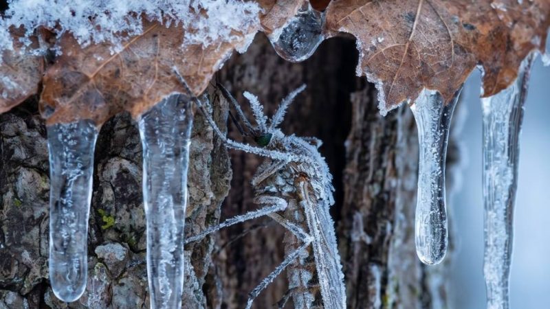 Où vont les moustiques en hiver ?