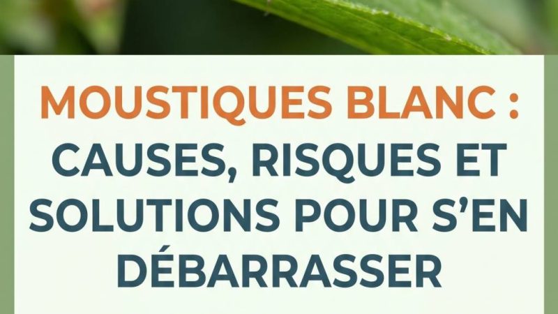 Moustiques blanc : causes, risques et solutions pour s’en débarrasser