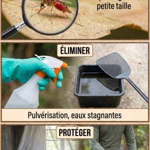 Moustique rouge : comment l’identifier, l’éliminer et s’en protéger