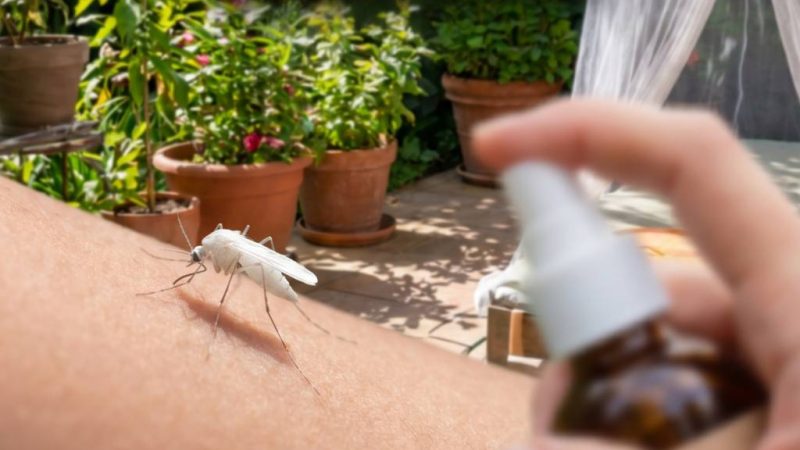 Moustique blanc : comment l’identifier et s’en débarrasser efficacement