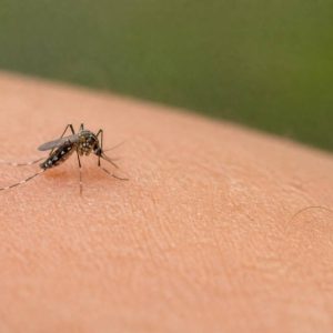 Le moustique : causes, dangers et moyens efficaces pour s’en protéger