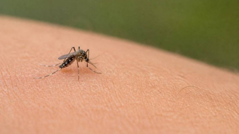 Le moustique : causes, dangers et moyens efficaces pour s’en protéger