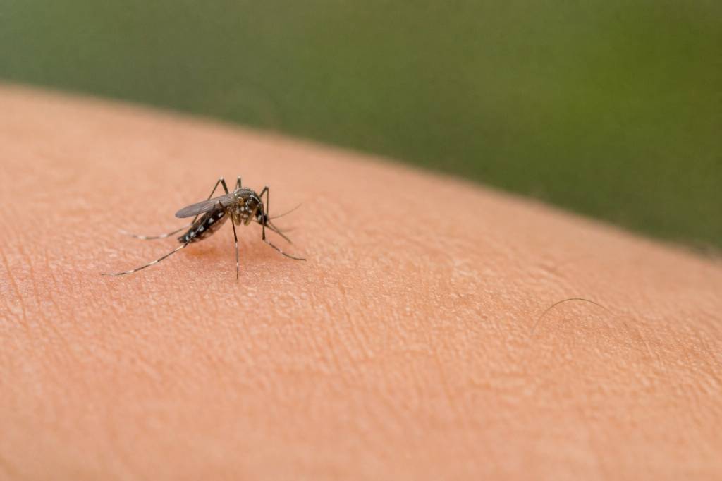 Le moustique : causes, dangers et moyens efficaces pour s’en protéger