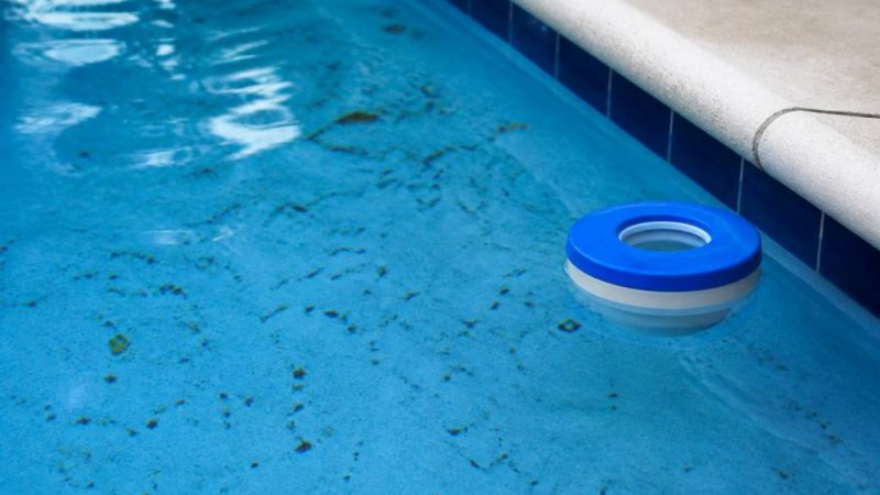 Larve moustique dans piscine : comment les reconnaître et les éliminer efficacement