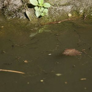 Têtard moustique : comment reconnaître et éliminer les larves dans l’eau stagnante