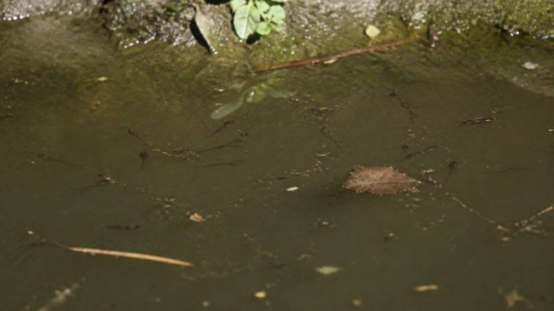 Têtard moustique : comment reconnaître et éliminer les larves dans l’eau stagnante