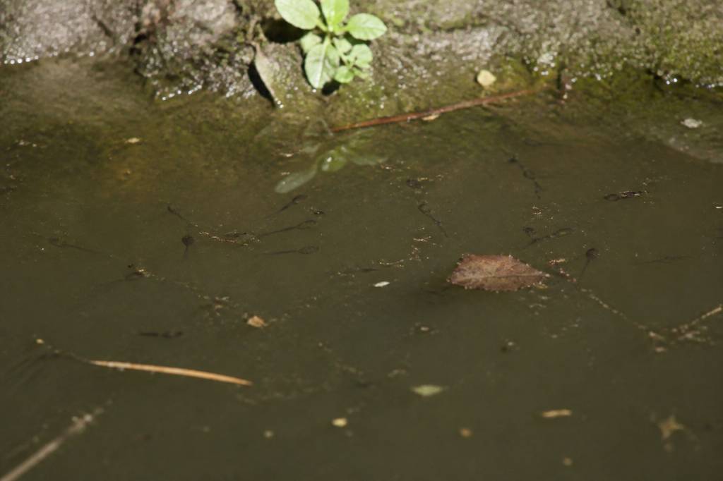 Têtard moustique : comment reconnaître et éliminer les larves dans l’eau stagnante