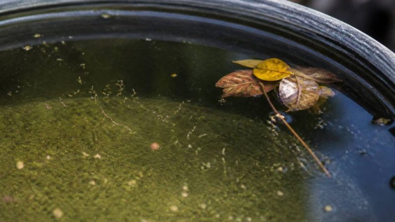 Oeuf de moustique dans l’eau : comment les repérer et les éliminer efficacement