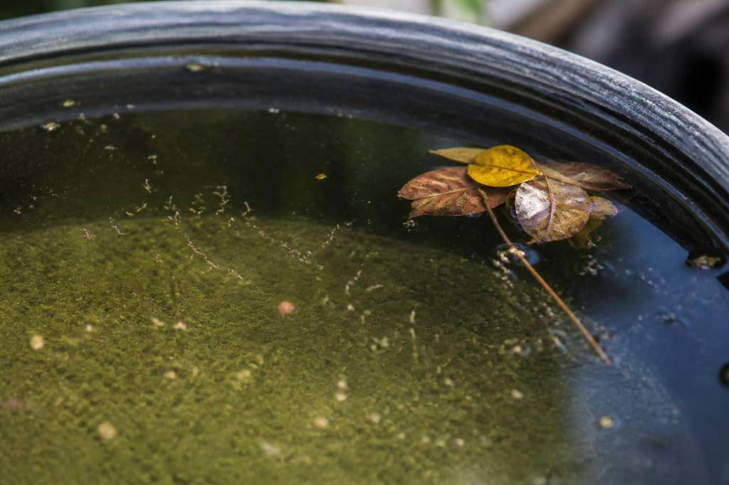 Oeuf de moustique dans l’eau : comment les repérer et les éliminer efficacement