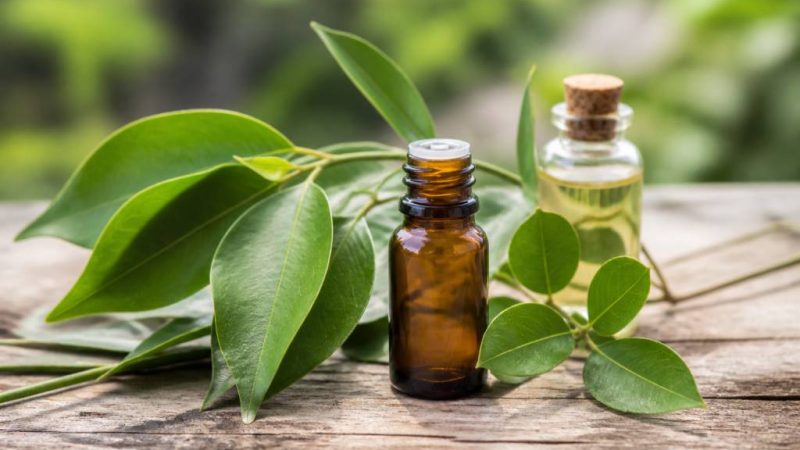Huiles essentielles ravintsara : vertues et usages contre les moustiques