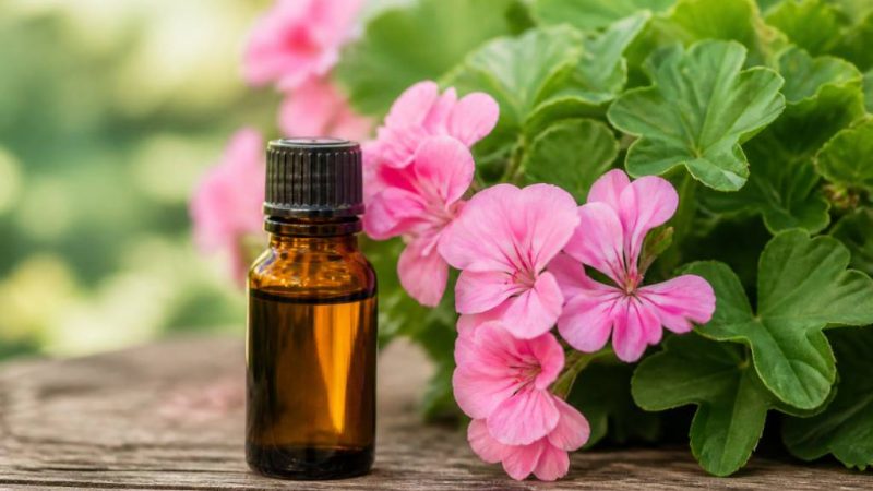 Huile essentielle géranium : bienfaits contre les moustiques et usages répulsifs