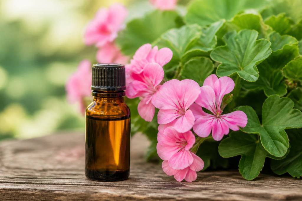 Huile essentielle géranium : bienfaits contre les moustiques et usages répulsifs
