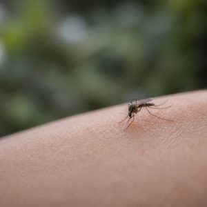 Moustique dangereux : comment l’identifier et s’en protéger efficacement