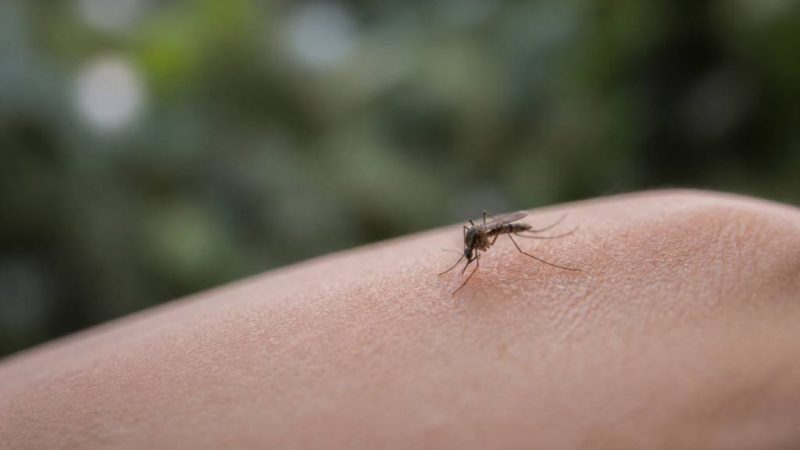 Moustique dangereux : comment l’identifier et s’en protéger efficacement