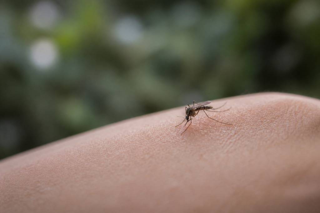 Moustique dangereux : comment l’identifier et s’en protéger efficacement