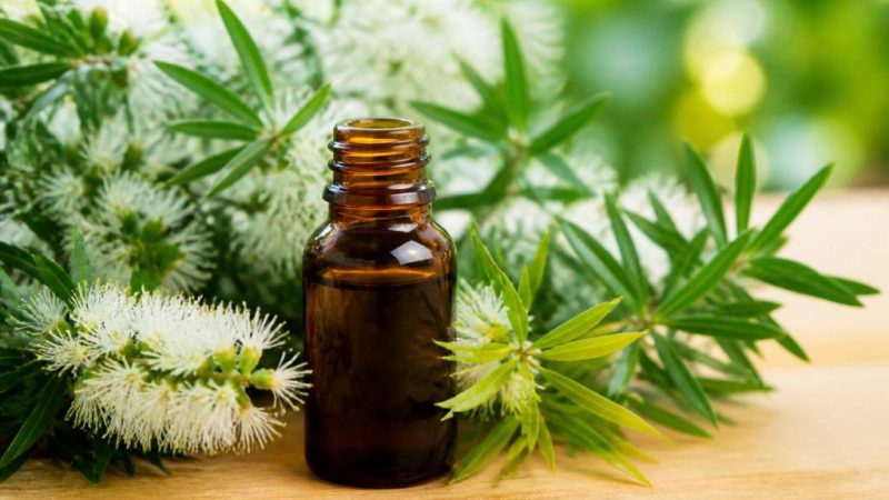Arbre à thé bienfaits : usages, propriétés et conseils pratiques contre les moustiques