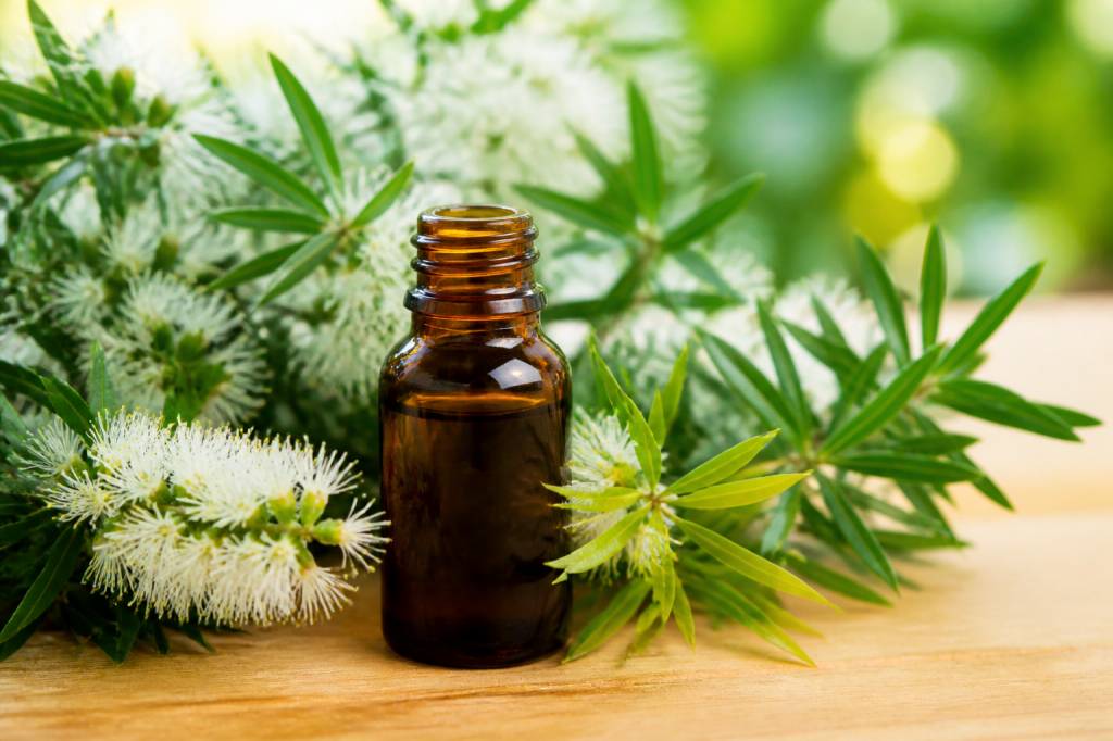 Arbre à thé bienfaits : usages, propriétés et conseils pratiques contre les moustiques