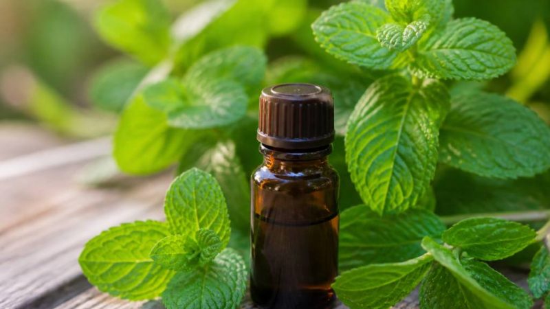 Menthe poivrée contre le moustique : efficacité, usages et précautions