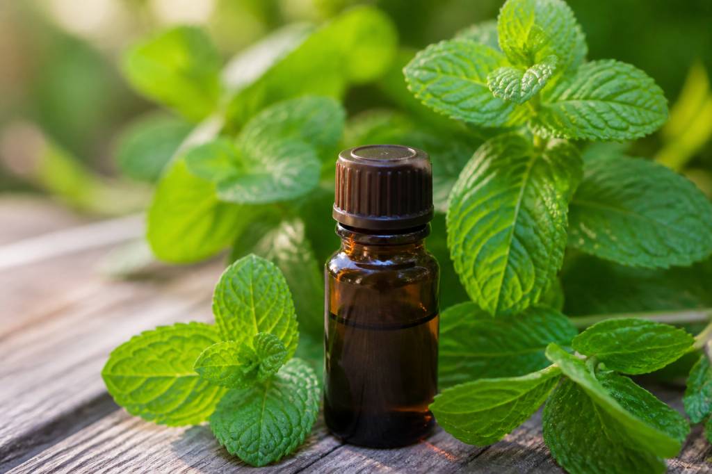 Menthe poivrée contre le moustique : efficacité, usages et précautions