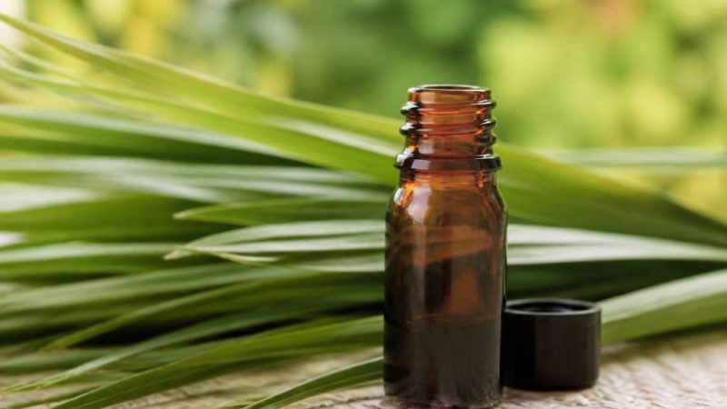 Huile essentielle palmarosa comment l utiliser contre les moustiques efficacement