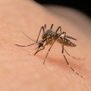 Moustiques sous ordres : comprendre leur comportement et mieux les combattre