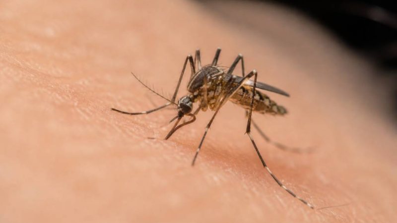 Moustiques sous ordres : comprendre leur comportement et mieux les combattre