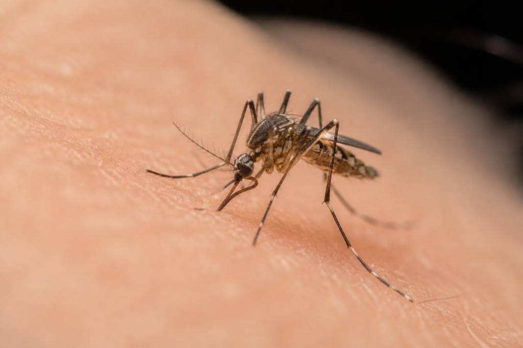 Moustiques sous ordres : comprendre leur comportement et mieux les combattre