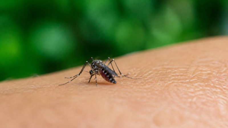 Combien de temps vie un moustique : durée de vie, facteurs et solutions anti-moustiques