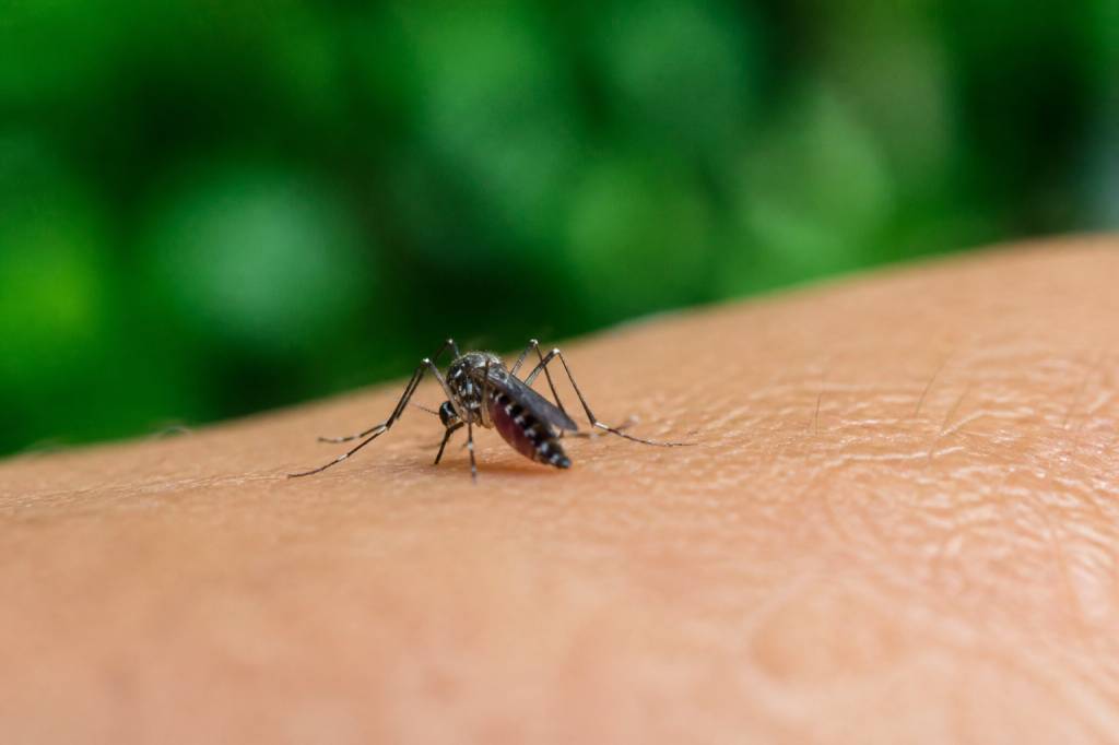 Combien de temps vie un moustique : durée de vie, facteurs et solutions anti-moustiques