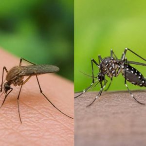 Différence moustique et moustique tigre : comment les reconnaître ?