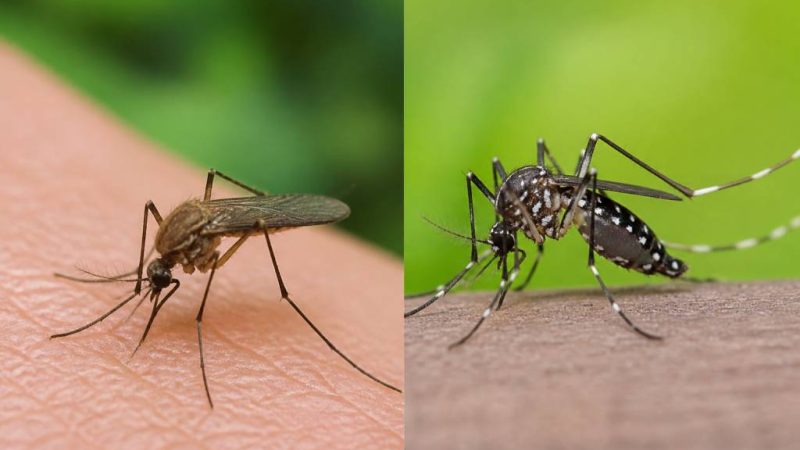 Différence moustique et moustique tigre : comment les reconnaître ?