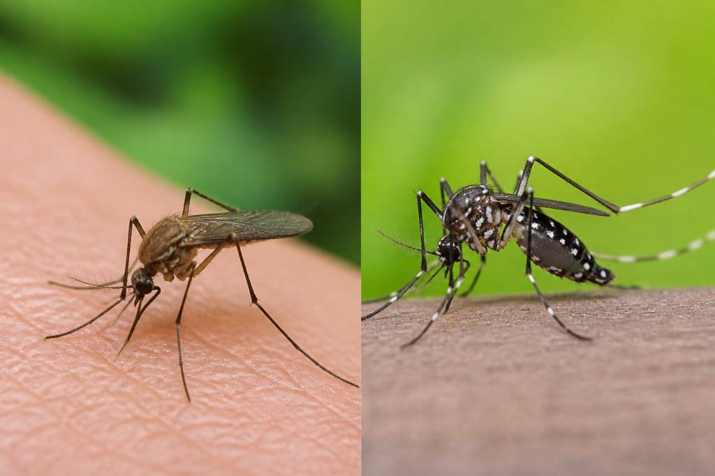 Différence moustique et moustique tigre : comment les reconnaître ?