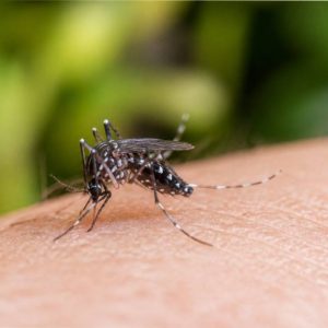 Tiger mosquito france : comment le reconnaître et s’en protéger