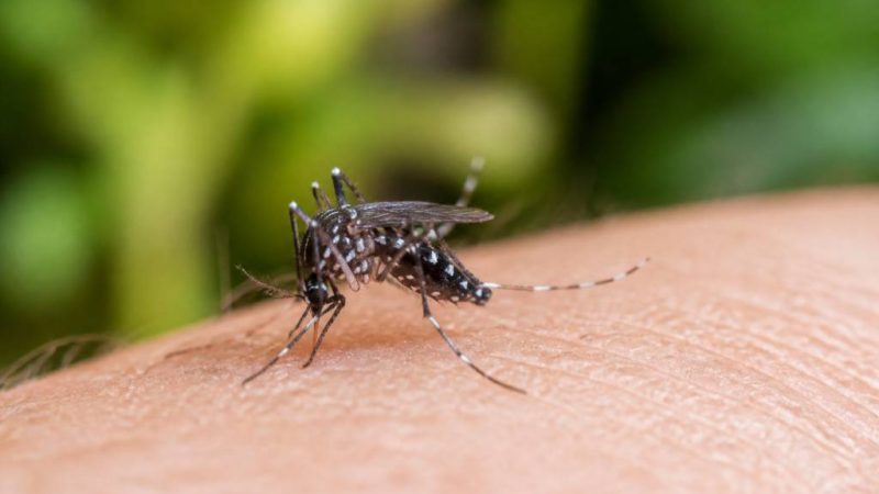 Tiger mosquito france : comment le reconnaître et s’en protéger