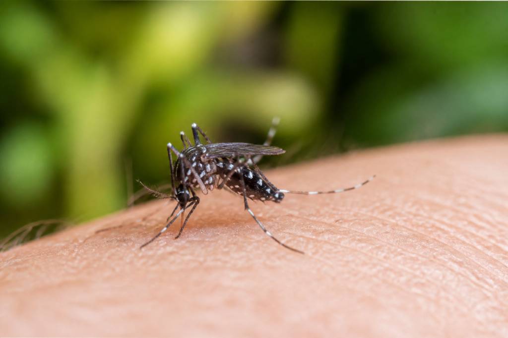 Tiger mosquito france : comment le reconnaître et s’en protéger