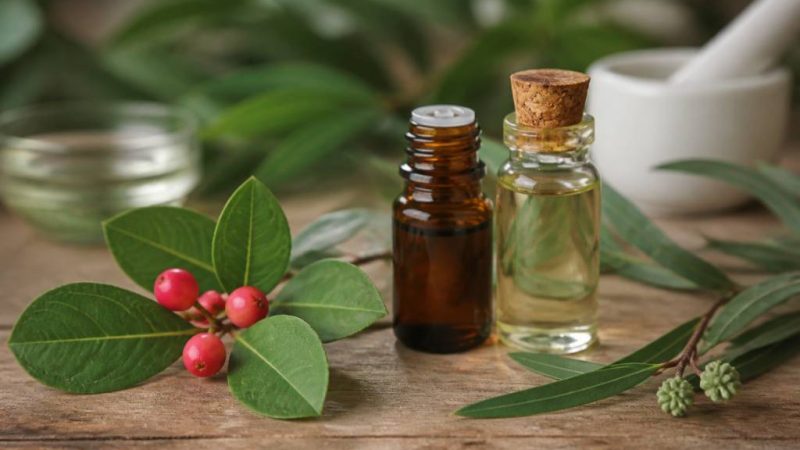 Mélange huile essentielle gaulthérie et eucalyptus citronné contre les moustiques : usages, précautions et efficacité