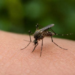 À quoi ressemble un moustique ?