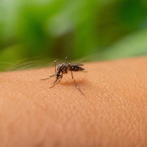 Moustique insecte : tout savoir pour le reconnaître et s’en protéger