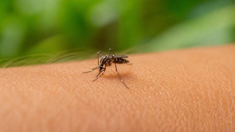 Moustique insecte : tout savoir pour le reconnaître et s’en protéger
