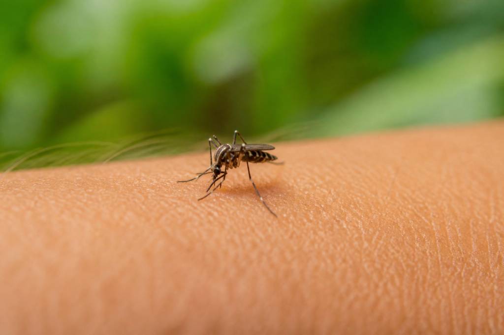 Moustique insecte : tout savoir pour le reconnaître et s’en protéger