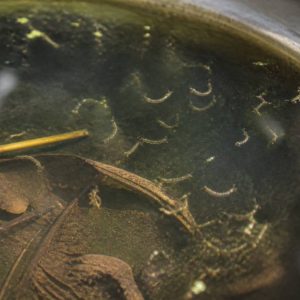 Larves dans l eau : comment les repérer et les éliminer efficacement