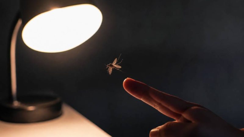Attirer un moustique pour le tuer efficacement