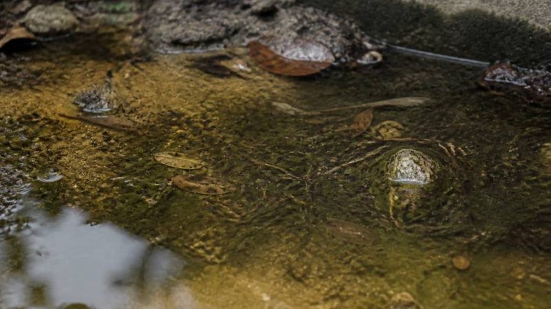 Nid de moustiques : comment les repérer et les éliminer