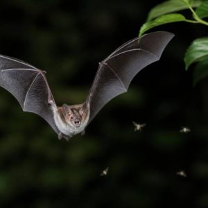 Chauve souris moustique : un allié naturel contre les nuisibles