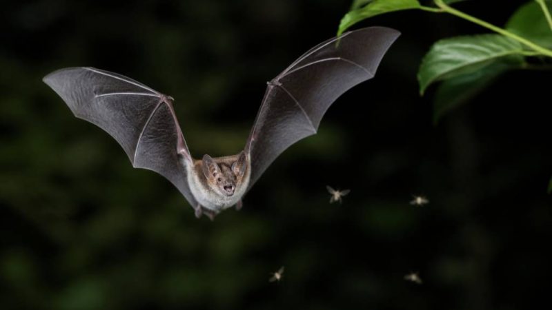 Chauve souris moustique : un allié naturel contre les nuisibles