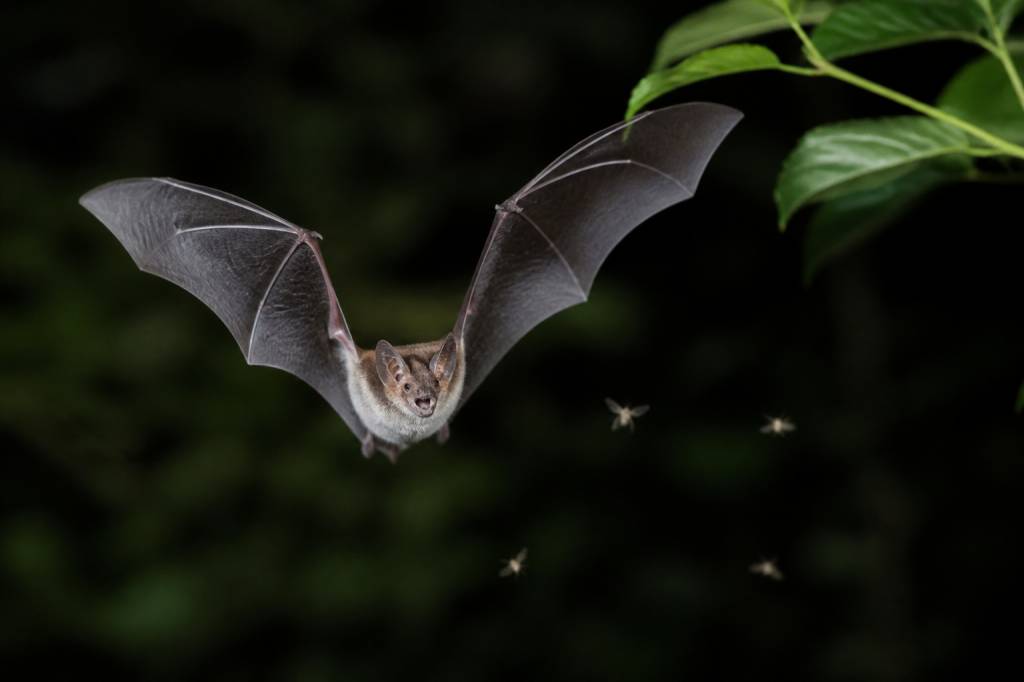 Chauve souris moustique : un allié naturel contre les nuisibles