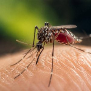 Moustiques dangereux : comment les reconnaître et s’en protéger